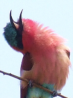 Carmine Bee-eater Courting Carmine Bee-eater Courting